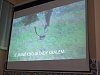 trofejní jelen v Maďarsku
